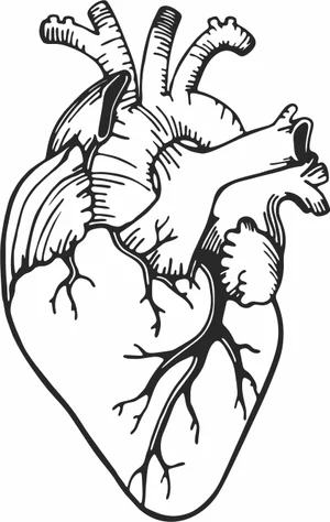 Human Heart Illustration