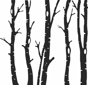 Birch Tree Forest Trunks Silhouette